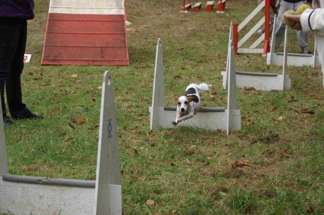 foire-haricots 2011-09-17et18